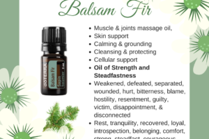 Balsam Fir