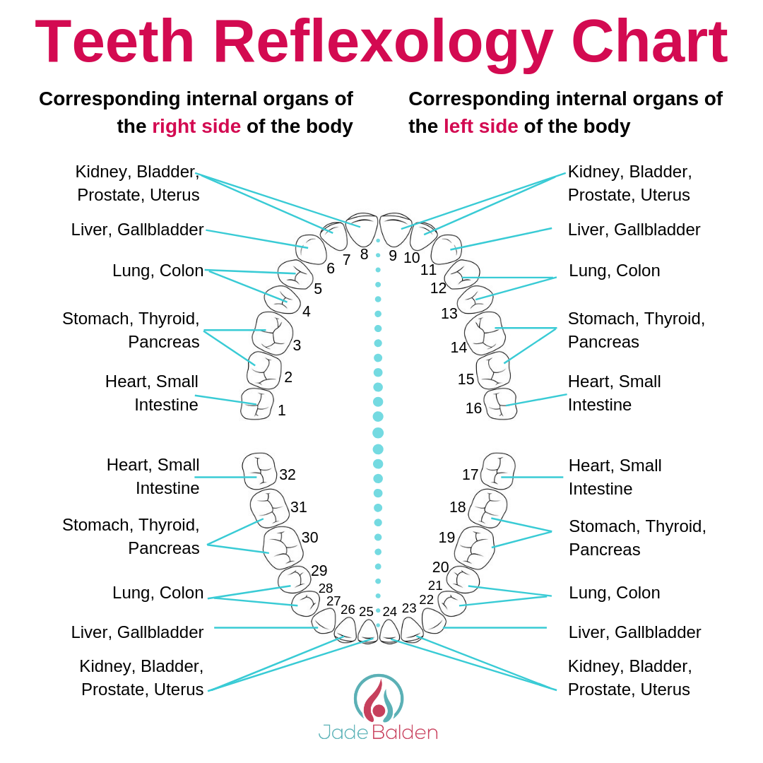 Teeth Chart