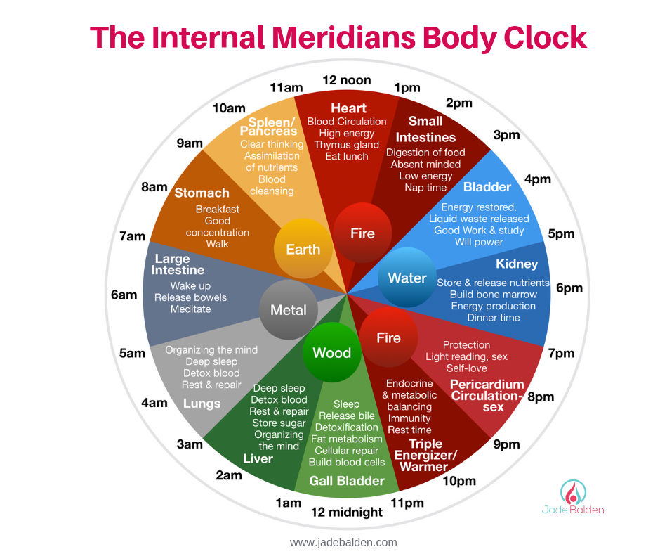 Circadian Rhythm Chart Organs